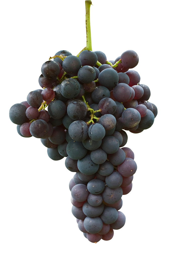 black grapes, black grapes png, black grapes png image, black grapes transparent png image, black grapes png full hd images download